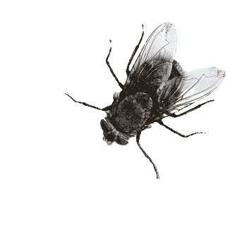 mosca